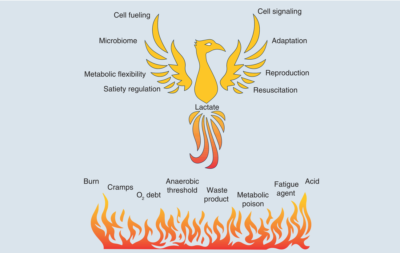 Un phénix nommé “Lactate” renaît des flammes des vieilles idées reçues (déchet, poison, acide, agent de fatigue, dette d'oxygène, seuil anaérobie) et déploie ses vrais rôles : carburant cellulaire, signalisation, adaptation, flexibilité métabolique, réanimation.