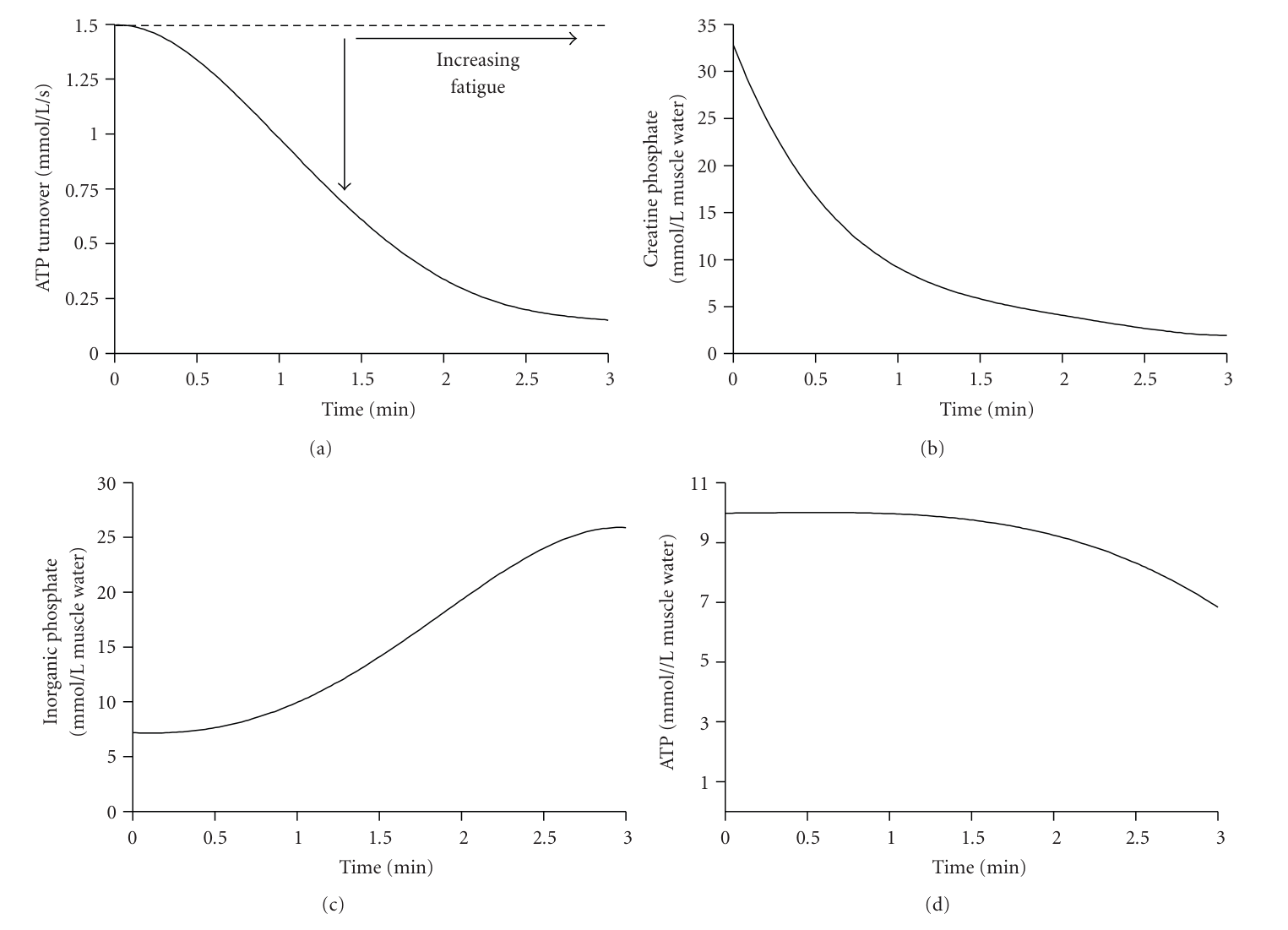 Quatre courbes sur 3 minutes d'effort intense : (a) la vitesse de renouvellement de l'ATP diminue, (b) la phosphocréatine chute fortement, (c) le phosphate inorganique augmente, (d) la concentration d'ATP reste presque constante et ne baisse qu'en fin d'effort.
